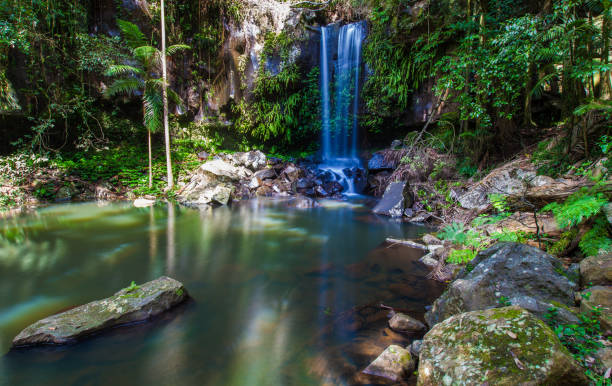 montaje de pandereta, se queensland - rainforest waterfall australia forest fotografías e imágenes de stock