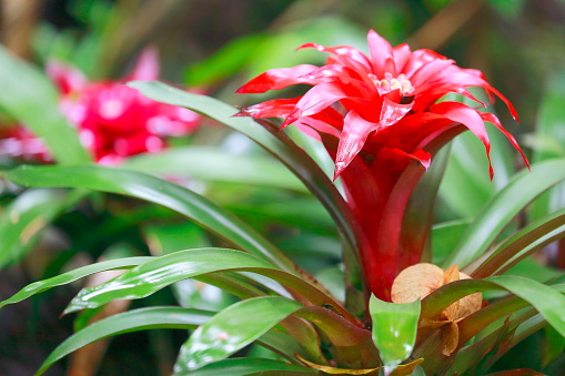 Idyllic Bromeliad Flower head Nidularium blossom bloom, delicate colorful plants - Beautiful Guzmania landscape - Botanical family: Bromeliaceae - Tropical plants in Brazilian Amazon rainforest and Pantanal Wetlands - Brazil