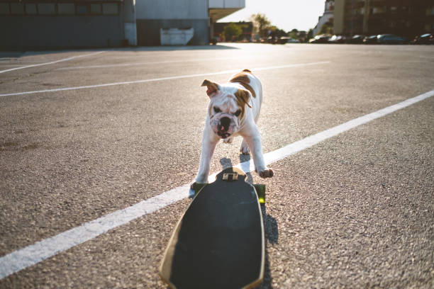 istock Silly bulldog puppy chasing skateboard 862143236