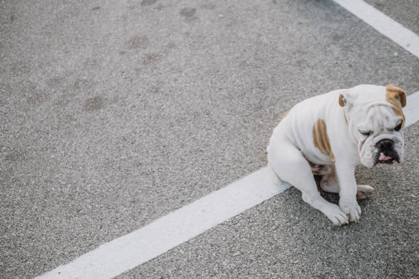 perdido cachorro de bulldog en estacionamiento - lost pet fotografías e imágenes de stock