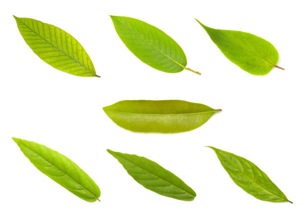 istock set of green leaf isolated on white 862146318