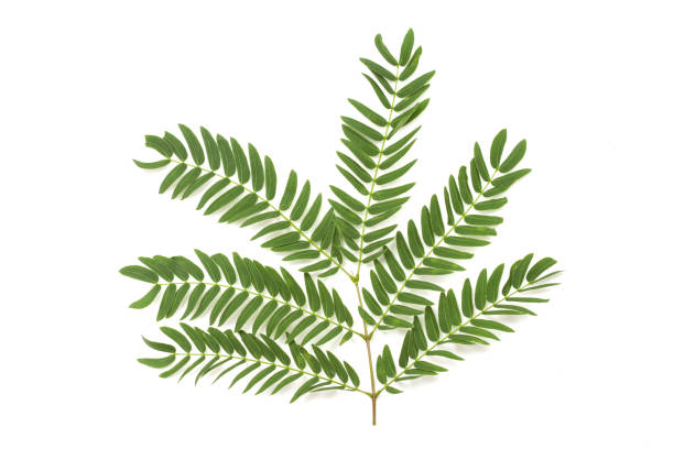 istock green leaf isolated on white 862146552