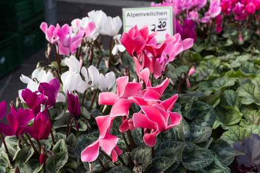 fresh frost resistant flowers cyclamen on a street market in autumn october in south germany countryside near city of stuttgart and munich