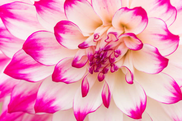 istock Textures pink flower close-up detail  by Macro lens . 862149658