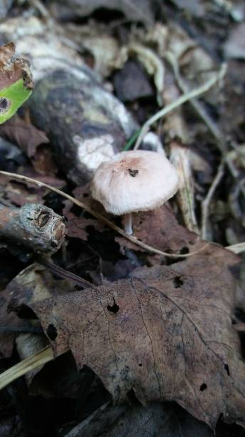 istock Mushroom in the woods 862150154