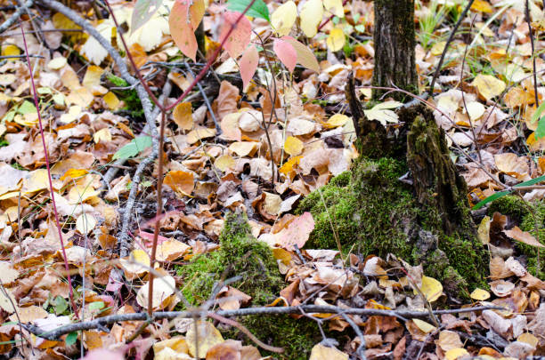 Forest Trail Covered in Colorful Leaves in autumn in the Assiniboine Forest, Winnipeg, Manitoba, Canada