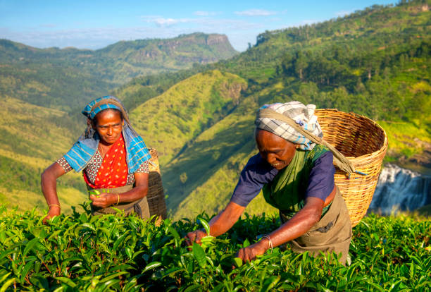 raccoglitori di tè in una piantagione in sri lanka - tea pickers foto e immagini stock