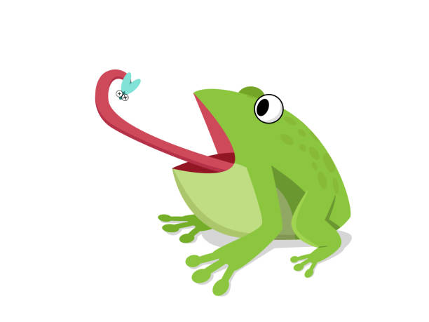 illustrations, cliparts, dessins animés et icônes de grenouille verte manger les insectes sur blanc, vecteur de dessin animé - frog animal tongue animal eating