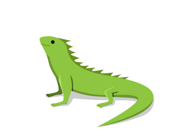 illustrazioni stock, clip art, cartoni animati e icone di tendenza di amichevole iguana verde in stile piatto, vettore - lizard