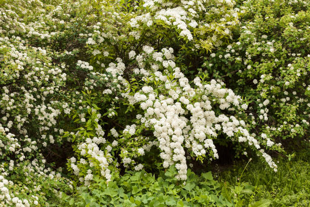 shrub con flores blancas - 16725 fotografías e imágenes de stock