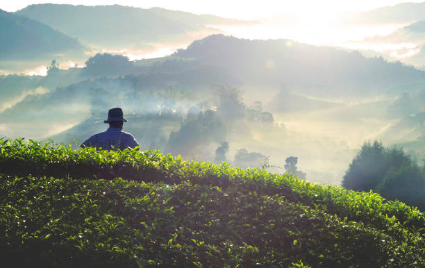 farmer na plantacji herbaty w malezji. - tea crop tea leaves plantation farmer zdjęcia i obrazy z banku zdjęć