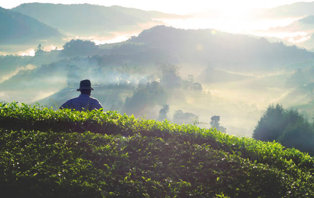 agricultor na plantação de chá na malásia. - chá colheita - fotografias e filmes do acervo