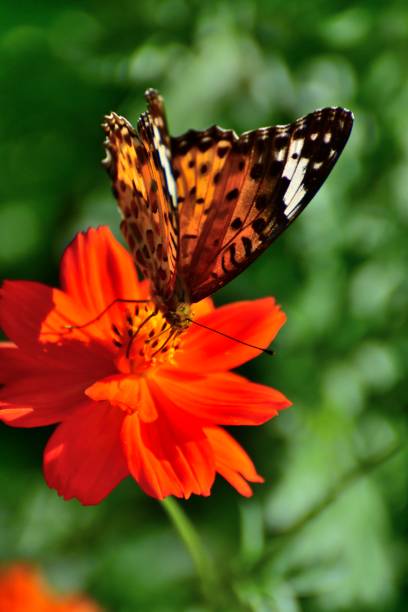 istock Orange Cosmos Flower and Butterfly 862156222