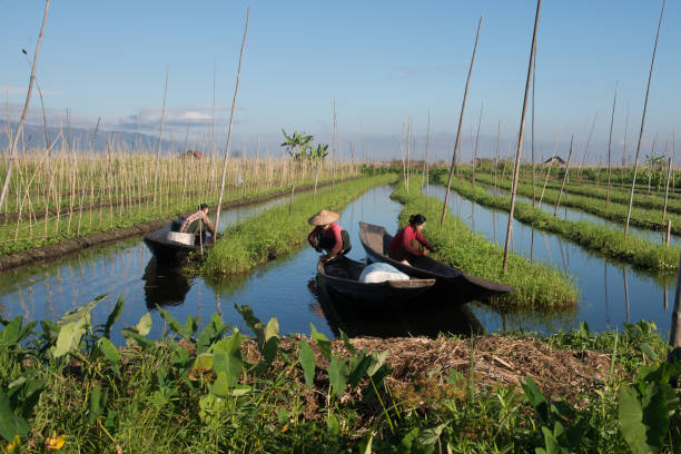 intha pessoas trabalhando em seu jardim flutuante em myanmar do lago inle na 18 decenber 2016 - inle lake agriculture traditional culture farmer - fotografias e filmes do acervo