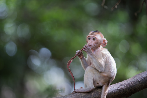 one baby monkey sitting on the tree
