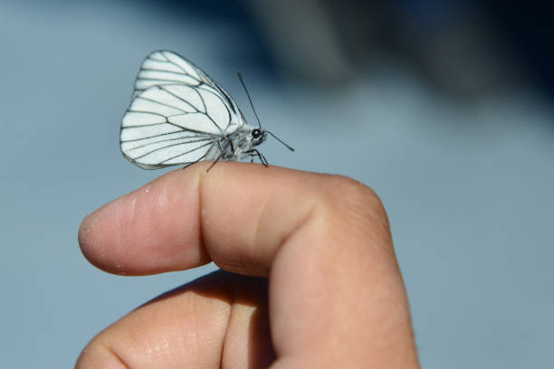 istock White butterfly Aporia crataegi 862156650