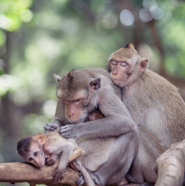 istock family monkey  in national park 862157702