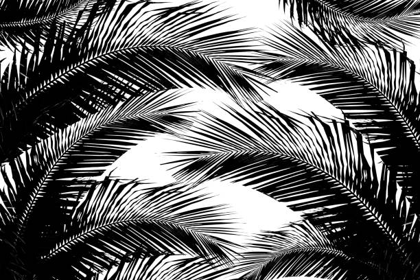 istock illustration with tree silhouette coconut leaves on white background. - Tropical Asia. 862157780