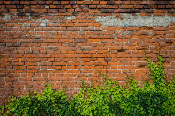 istock Vintage red brick wall background overgrown with ivy 862161138