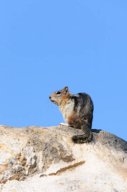 istock Golden Mantled Ground Squirrel 862164388