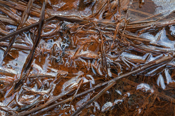 part of the swamp part of the dark swamp with leaves and grass, note shallow depth of field 7676 stock pictures, royalty-free photos & images