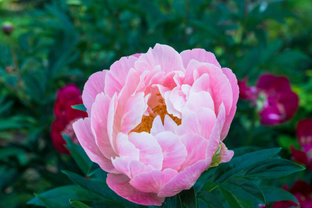 istock Pink peonies blossoming in the garden 862164926