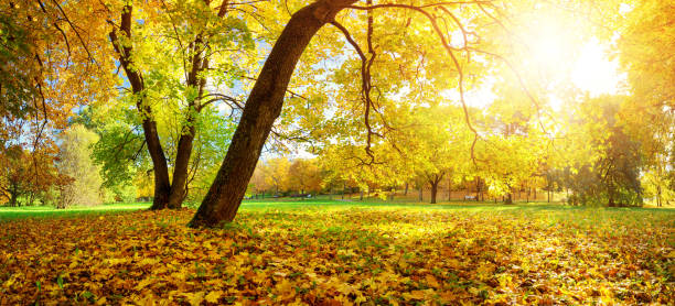 istock trees on the field in autumn 862167914