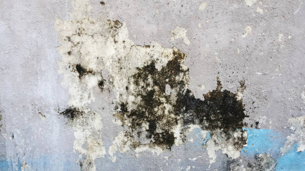 istock Cement wall with green lichens and moss 862168274