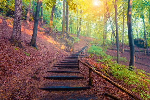 istock Misty scene in the mountain forest 862168360