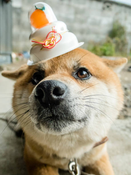 istock Shiba Inu 862168716