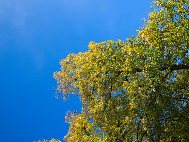 Colorful autumn leaves on trees in public park Orangerie, Strasbourg, France