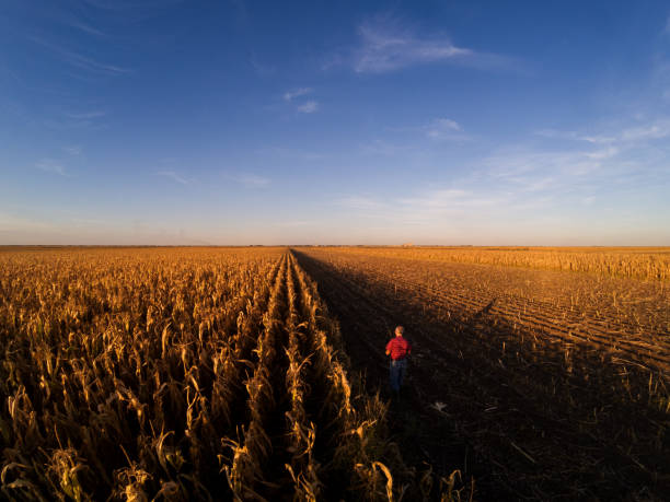 istock Aerial view of senior farmer walking in corn 862172698