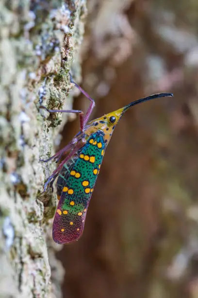 Cicada or Lanternfly (Saiva gemmata ) insect on tree in nature