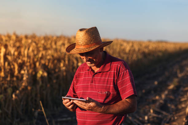 istock Senior farmer standing in corn field with tablet 862175326