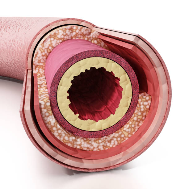 istock 3D illustration showing layers of the gastrointestinal tract 862176382