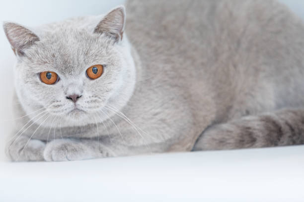 istock British shorthair cats at house 862179280