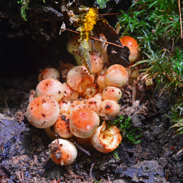 istock hypholoma fasciculare mushroom 862180096