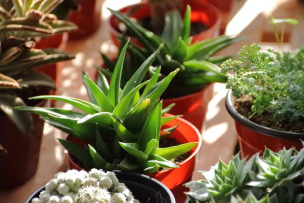 istock cactus and succulents in bloom in spring 862183368