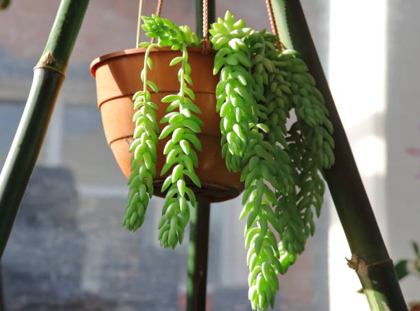 istock cactus and succulents in bloom in spring 862183386