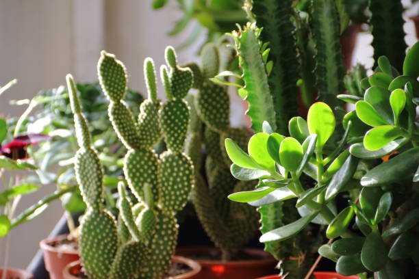 istock cactus and succulents in bloom in spring 862183508