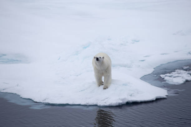 a polar bear looking up on an iceflow. - polar bear global warming arctic wintry landscape imagens e fotografias de stock