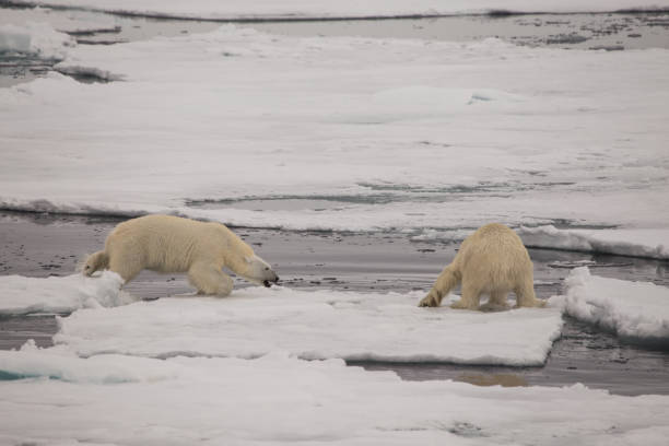 two polar bears on ice. one polar bear attacks the other - polar bear global warming arctic wintry landscape imagens e fotografias de stock