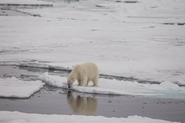 polar bear, sniffing the water - polar bear global warming arctic wintry landscape imagens e fotografias de stock