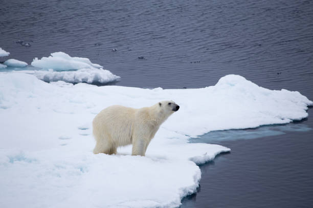 a polar bear looking into the distance. - polar bear global warming arctic wintry landscape imagens e fotografias de stock