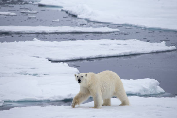 a polar bear on ice. - polar bear global warming arctic wintry landscape imagens e fotografias de stock