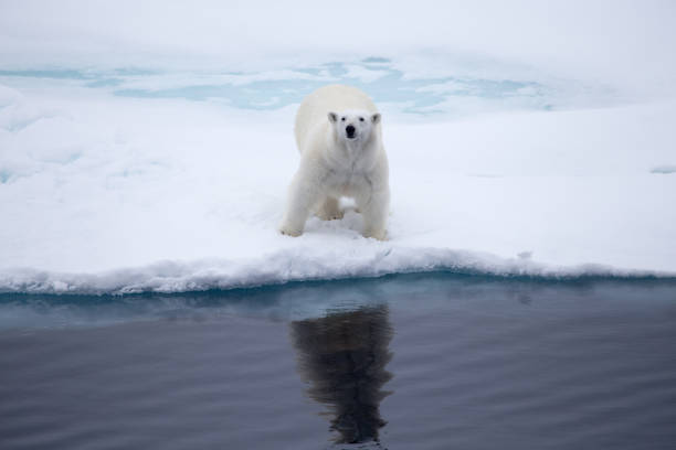 a polar bear looking up on an iceflow. - polar bear global warming arctic wintry landscape imagens e fotografias de stock