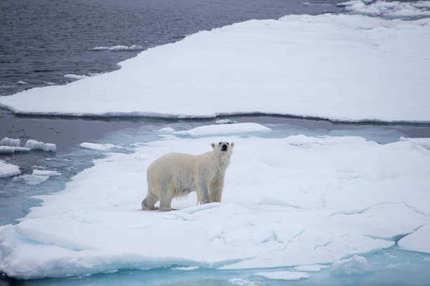 a polar comes out of the water onto an iceflow. - polar bear global warming arctic wintry landscape imagens e fotografias de stock