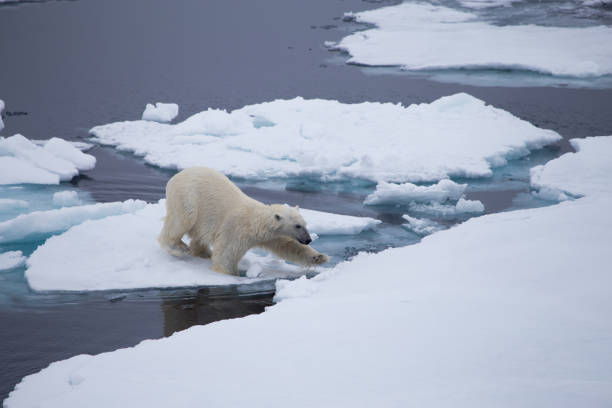 a polar bear traversing the melting ice - polar bear global warming arctic wintry landscape imagens e fotografias de stock