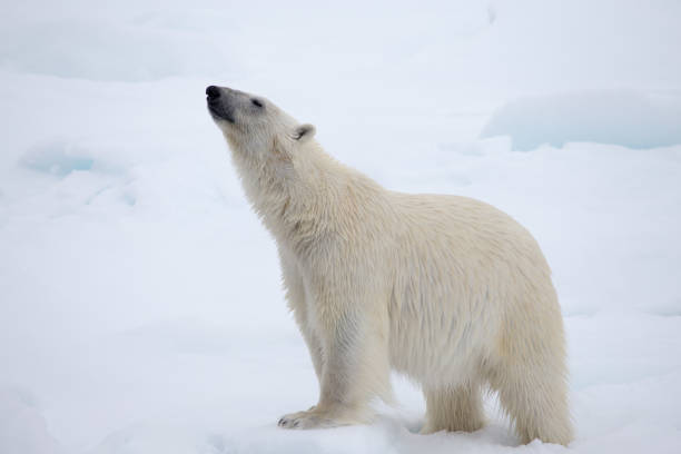 polar bear, neck stretched out - polar bear global warming arctic wintry landscape imagens e fotografias de stock