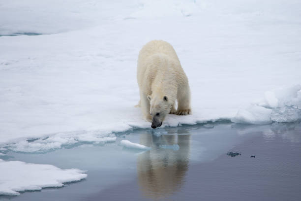 istock A polar close to the waters edge showing reflection. 862183802